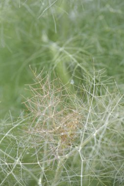 Çimenlikte kurumuş bir çimene yakın dur. 