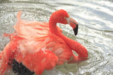 Suyun içinde yüzen güzel pembe flamingo.             