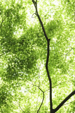 Güzel yeşil yapraklar, bitki örtüsü ve yapraklar.