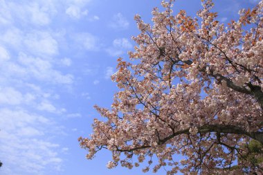 Japonya 'da güzel kiraz çiçekleri