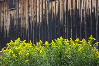 Tahta çit ve sarı çiçekler 