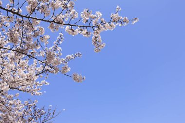 kiraz çiçeği yakın çekim