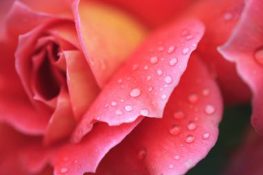 Bahçedeki güzel kırmızı gül