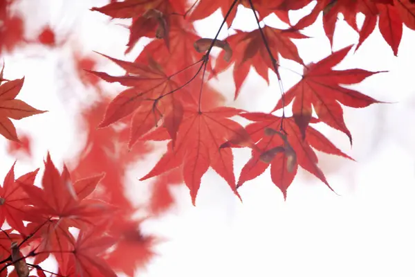 Κόκκινα Φύλλα Του Φθινοπώρου Φθινοπωρινή Χλωρίδα Εποχής Ιαπωνικό Σφενδάμι Close — Φωτογραφία Αρχείου
