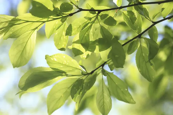 Зелене Листя Тлі Блакитного Неба Саду — стокове фото