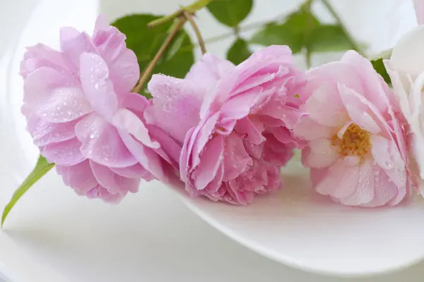 Zblízka Pohled Krásné Růžové Květy Světlém Pozadí — Stock fotografie