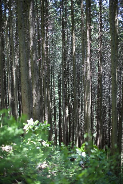 Sabah çok güzel bir orman. Doğa arkaplanı