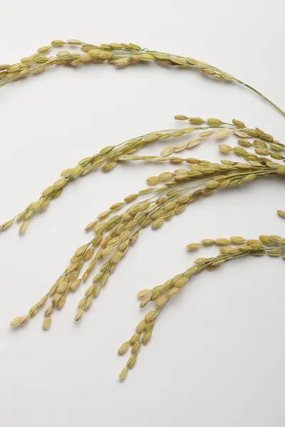 Grüne Reisohren Auf Weißem Hintergrund — Stockfoto
