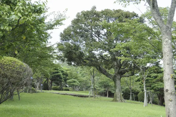 stock image beautiful park with green grass and trees       