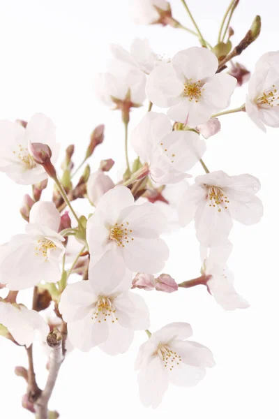 spring cherry blossom close up