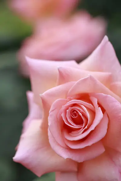 정원의 아름다운 분홍빛 식물학적 — 스톡 사진