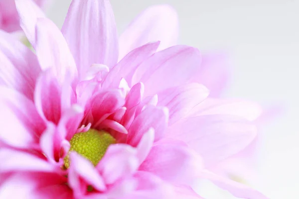 Bellissimi Fiori Crisantemo Rosa Vicino — Foto Stock