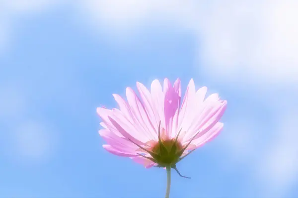 青い空の背景にピンクのデイジー — ストック写真
