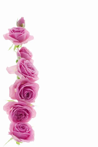 Rosenblüten Isoliert Auf Weißem Hintergrund — Stockfoto