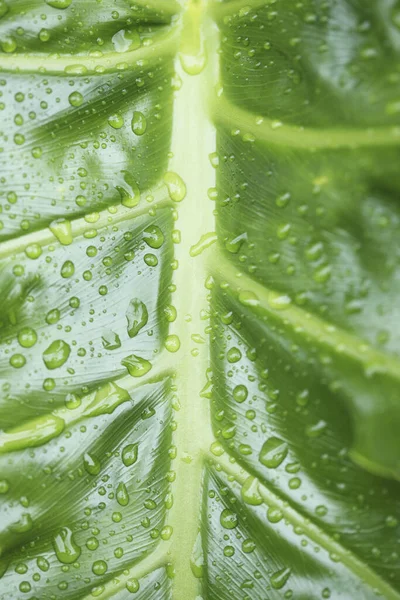Grüne Pflanze Mit Wassertropfen — Stockfoto