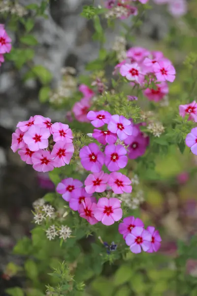Όμορφο Ροζ Λουλούδια Φλοξ Στον Κήπο — Φωτογραφία Αρχείου
