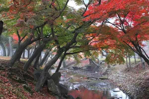 Japon parkında nehir kenarında renkli sonbahar ağaçları