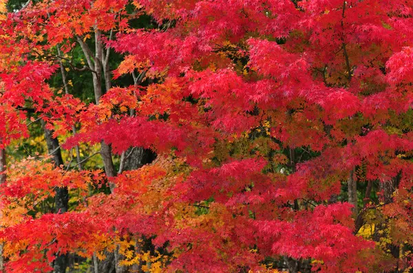 Φθινοπωρινά Φύλλα Στο Δάσος Φθινοπωρινή Χλωρίδα — Φωτογραφία Αρχείου