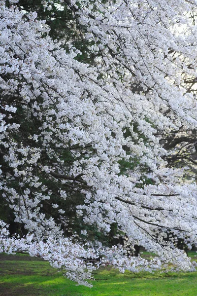 İlkbaharda kiraz çiçeği, Tokyo