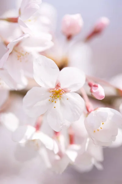 Belas Flores Cereja Primavera Japão — Fotografia de Stock