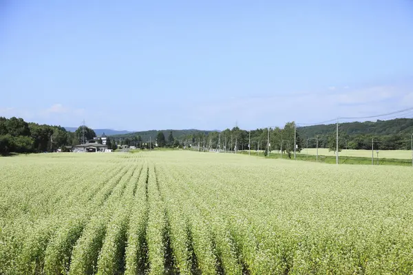 Tarlada genç yeşil bitkilerle tarımsal manzara     