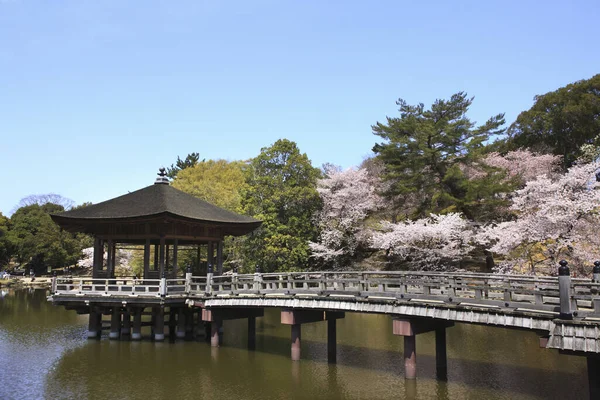 Templo Ukimido Flores Sakura Nara Primavera — Fotografia de Stock