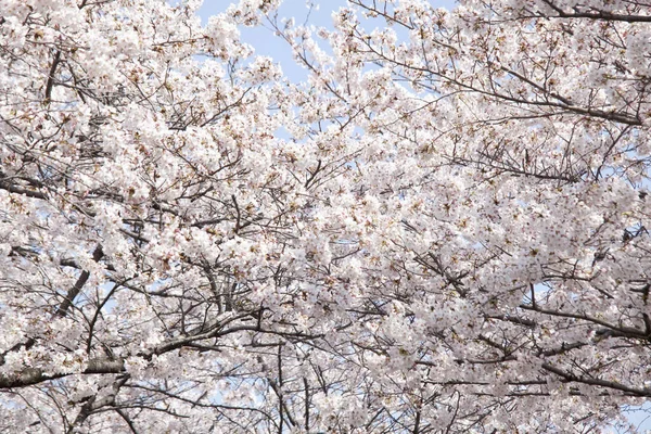 kiraz ağaçları çiçek bahar 