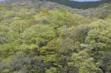 Yeşil ağaçların güzel manzarası, dağlardaki orman