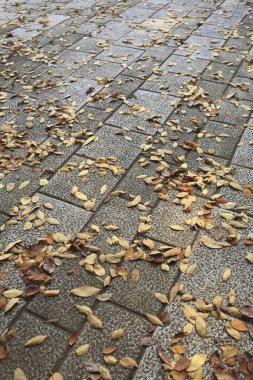 Sonbahar yaprakları yerde.