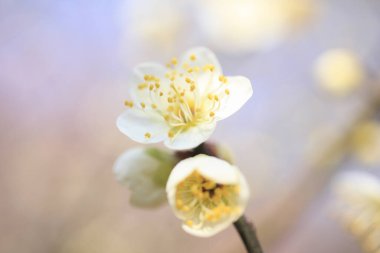 bahar kiraz çiçekleri, beyaz çiçekler ve mavi gökyüzü arka planı 