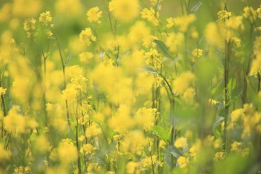 Bahçedeki sarı tecavüz çiçeği