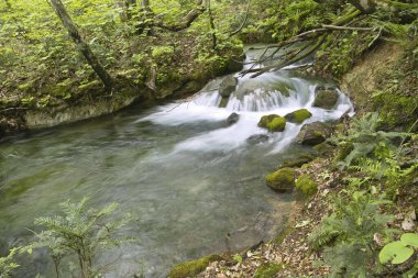 Ormanda güzel bir şelale 