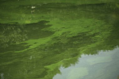 Koyu yeşil su arka planı, göl yüzeyi
