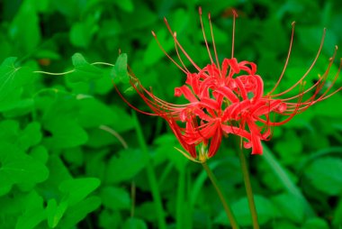 Güzel botanik fotoğrafı, doğal duvar kağıdı.