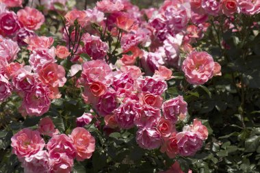 Bahçedeki güzel pembe güller