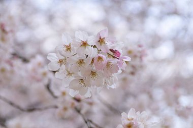 Bahçedeki güzel çiçekler, baharda açan ağaçlar.