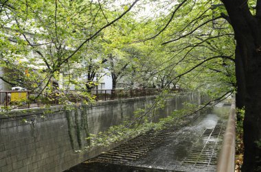 Sakin kentsel kanal suyunun üzerinde yeşil ağaç dalları yükseliyor