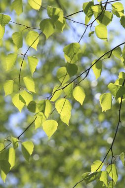 Ormanda yeşil yapraklar