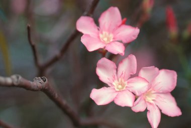 Bahçedeki güzel çiçekler
