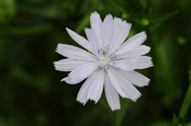Güzel çiçeklerin güzel manzarasını kapat.