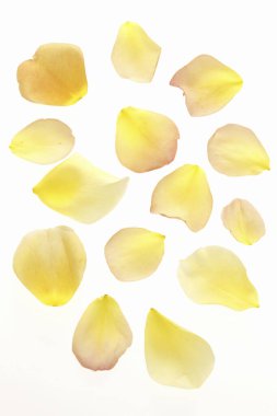 Açık arkaplanda güzel gül yapraklarının yakın plan görüntüsü    