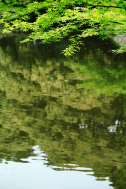 Güzel botanik fotoğrafı, doğal duvar kağıdı.