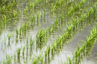 Asya Tayland 'da pirinç tarlası