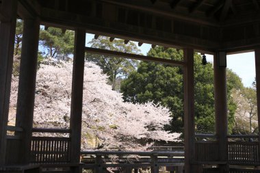 Kyoto, Japonya 'da kiraz çiçeği mevsimi.