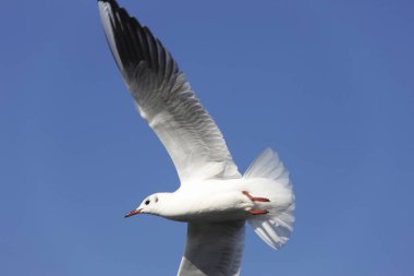 Mavi gökyüzünde uçan martı