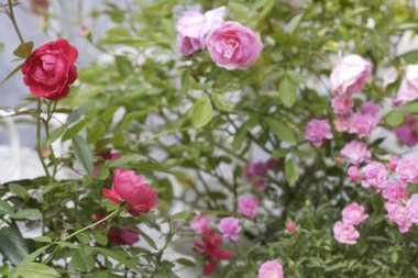 Bahçedeki güzel çiçekler