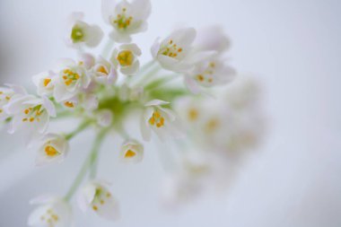 Güzel beyaz bahar çiçeklerini kapatın.       