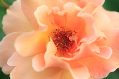 Güzel botanik fotoğrafı, doğal duvar kağıdı.