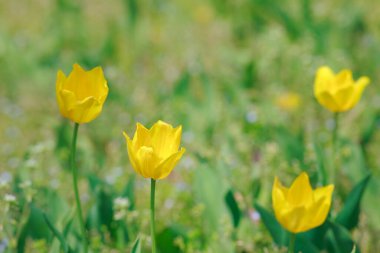 Bahçedeki güzel laleler