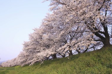 İlkbaharda kiraz ağacının çiçek açması. 